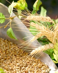 Malt