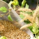 Malt