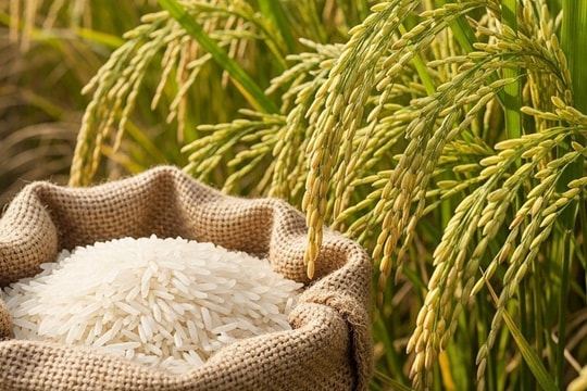 Gạo nguyên liệu